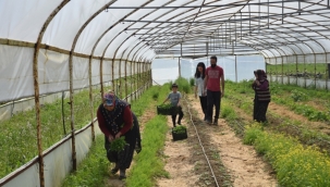 Atıl araziyi tarıma kazandırdı, istihdam sağladı