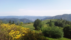 BİTKİLERİN GİZLİ YAŞAMI