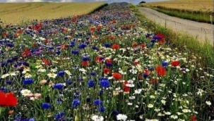 Danimarka yasaları arı popülasyonunun korunması amacıyla arazilerinin % 5'inde çiçek ekimini şart koşuyor...