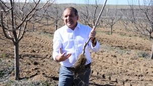 Doğru fidanla bolluk ve bereketi seçin…