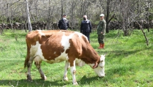 Her yıl buzağı verdi, sahibinin vazgeçilmezi oldu