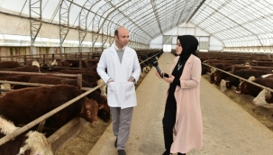 İhbarı mecburi hayvan hastalıklarından, ŞAP