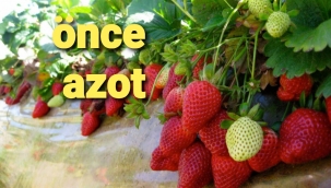 Önce siz çileği besleyin sonra çilek sizi beslesin