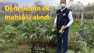 ORDU'DA İLK ENGİNAR HASADI YAPILDI