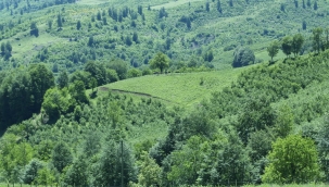 Tarım Orman Şurası Eylem Planı: Tarımda hangi kararlar ne zaman hayata geçirilecek?