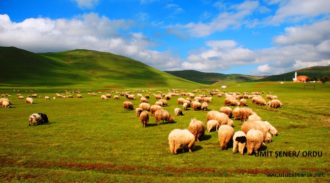 100 Koyun İçin Ne Kadar Mera Gerekir? Hayvan Dönüm Hesaplama