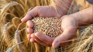 2021 üretim sezonu yılın ilk buğday hasatı yapıldı