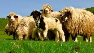 7 Sene Vadeli 2 Yıl Ödemesiz Hayvan Kredisi 2021