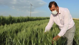 ADIYAMAN'DA KURAKLIĞA DAYANAKLI TOHUMLAR GELİŞTİRİLDİ 