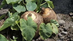 AKDENİZ'İN İNCİSİ : GÖLEVEZ