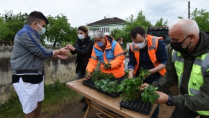 ALTINORDU BELEDİYESİ'NDEN ÜRETİCİYE VE TARIMSAL ÜRETİME 52.000 ÜCRETSİZ FİDE İLE DESTEK