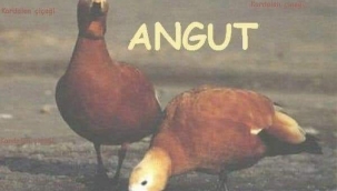 'Angut'un Sadakati' özelliği nedir bilir misiniz? 