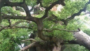 Aslında odun olan ağaç değil benmişim!... 