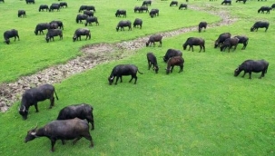 BALIKESİRDE MANDALARIN KEYFİNE DİYECEK YOK! 