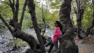 Batman'daki tarihi çınar ağaçları zamana meydan okuyor 