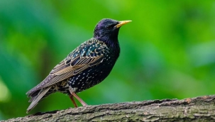 BİYOLOJİK MÜCADELEDEKİ DOSTLARIMIZ