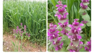 Bu güzelliğin yaşamaya hakkı yokmu ?