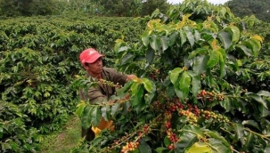  Bugün biraz kahve ağacından bahsedelim.  