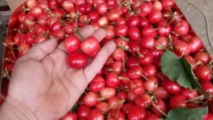 Bursa'da mevsimin ilk karabodur kirazı görücüye çıktı