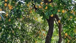 ÇEKİRDEKLERİ ÇÖP TORBASINA KOYMAYIN!