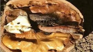 Ceviz kurdu'nun hikayesini hiç duymuşmuydunuz? 