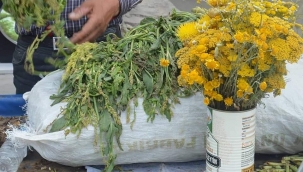 CİVANPERÇEMİ (Achillea millefolium) 