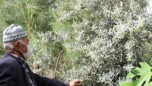 Çöplüğü ormana çevirdi, diktiği ağaçlara gözü gibi bakıyor 