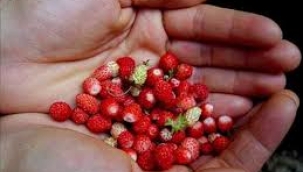 Dağ çileğini hasadı başladı 