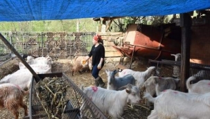 DAYISININ HEDİYE ETTİĞİ OĞLAKLA BAŞLADIĞI HAYVANCILIKTA SÜRÜ SAHİBİ OLDU 