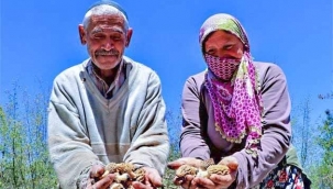 Dedektif gibi mantar arıyorlar, kilosunu 150 TL'den Satıyorlar 