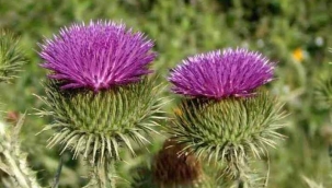 DEVEDİKENİ: HIRS, İHTİRAS SÖZCÜKLERİNİN KÖKENİNE SEBEP OLAN BİTKİ