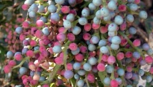 Doğanın bize sunduğu mucize şifa meyvelerinden biride çedene... 