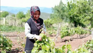 Dünyaca ünlü Niksar ve Erbaa sarma yaprağı toplanmaya başlandı