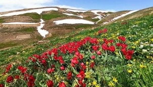 Eğrigöl'de açan çiçekler eşsiz görüntüler oluşturuyor 