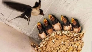 EN ETKİLİ SİNEKSAVAR: KIRLANGIÇLAR...