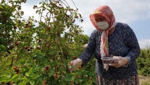 ERKENCİ 'BÖĞÜRTLEN' HASADI BAŞLADI 