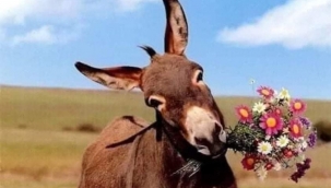 "EŞEK" deyip, geçmeyin!