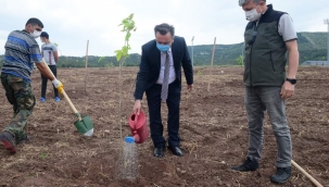 ESOGÜ Meşelik yerleşkesinde 260 katalpa fidanı toprakla buluşturuldu 