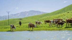 'FARAŞİN YAYLASI' KOYUN VE KUZU SESİYLE ŞENLENDİ