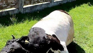 Fındık bahçesine atılan ot zehiri 3 tane ineği öldürmüş.