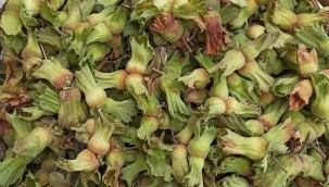 FINDIK İLE İLGİLİ İLGİNÇ BİLGİLER 