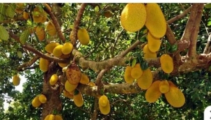 GELECEĞİN SÜPER BESİNİ EKMEK AĞACI MEYVESİ...