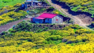 Görkemi, rengi ile hayran bırakan Orman gülleri 
