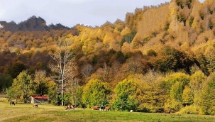 GÜBRE KULLANARAK NASIL KAPICI OLUNUR? 