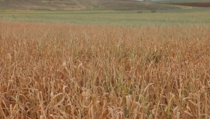 GÜNEYDOĞU ÇİFTÇİLERİNDEN 'KURAKLIK DESTEĞİ' TALEBİ