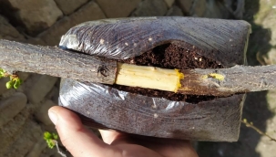 HAVAİ KÖKLENDİRME NASIL YAPILIR 