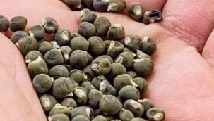 HENÜZ BU TOHUMU EKECEK TEMiZ İNSAN BULUNAMADI!. 