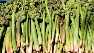 I Ş K I N ( Yayla Muzu )