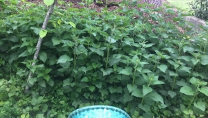 Isırgan otuyla organik gübre tarifi 