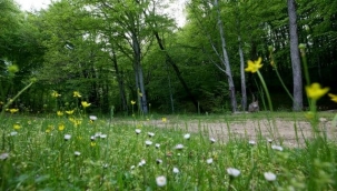 'ISTRANCA ORMANLARI'NIN İLKBAHAR GÜZELLİĞİ